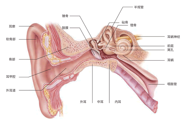 了解耳模：作用、类型与保养